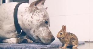 Lieve pitbull ontdekt wild babykonijntje en adopteert het