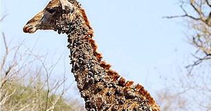 Voici l'histoire vraie derrière les photos virales d'une girafe à la peau bizarre