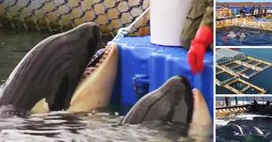 Russia Will Free Almost 100 Captive Whales From Cramped 'Whale Prisons'
