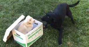 Dog Has Most Epic Freakout Ever When Owners Surprise Him With New Puppy.