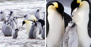 Second Biggest Emperor Penguin Colony In Antarctica Has Disappeared