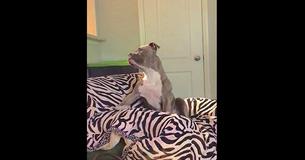 Un pitbull qui n'aime que la musique country fait rire des millions de gens quand Alexa joue sa chanson préférée