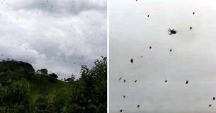 Des milliers d'araignées tombent du ciel, forçant les résidents terrifiés à se mettre à l'abri