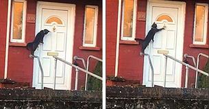 This Viral Video Shows A Cat Knocking On A Door Like A Human