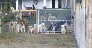 Man Has Too Much Land He Never Uses - So He Rescues 45 Dogs And Lets Them Roam Free