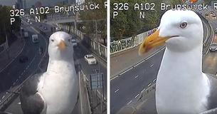 Seagulls That Keep Landing On Traffic Camera Become Viral Sensation