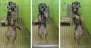 Shelter Dog Wants Forever Home So Badly, She Starts Dancing Every Time She Sees Someone