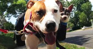 Paralyzed Chihuahua Has 2 Pit Bull Nurses To Carry Him Through Hard Times