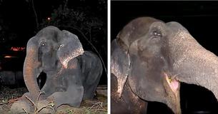 Un éléphant a été retenu en captivité pendant toute sa vie et a eu une réaction déchirante lorsqu'il a enfin été libéré