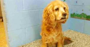Aging Dog Left Crying At A Shelter When Family Abandon Her For A Young Puppy