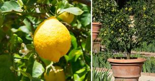 These Simple Tips Will Help You Grow Unlimited Supply Of Lemons In Your Own Home