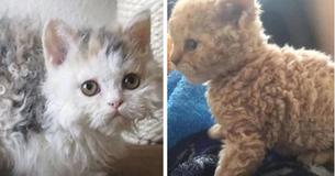 Poodle Cats Are Nothing Like Any Cat You've Ever Seen In Your Life - You Will Love Their Fluffy Curls