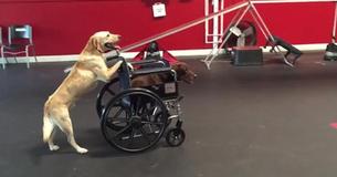 Adorable Golden Retriever Pushes Another Dog In Wheelchair