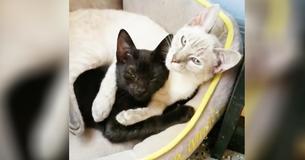 Foster Kitties Are So Attached They Hold Each Other's Paws