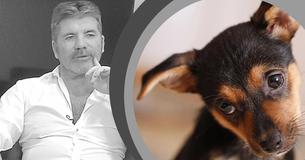 TV Celeb Simon Cowell Donates $32,000 To Fight Against Dog Cruelty In South Korea