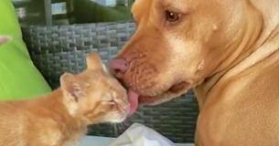 Rescued Dog "Obsessed" With Cats Finally Gets A Kitty Of His Own 