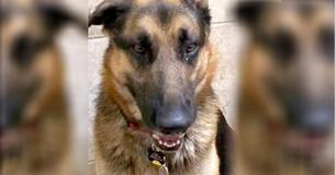 Loyal Dog Abandoned At Shelter With Excuse From Family That’s Causing Outrage