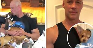 Chihuahua Saves Heartbroken Man’s Life—In Return, He Has Now Rescued More Than 30 Little Pups