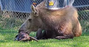 Moose Gives Birth To Adorable Twins In Woman's Backyard