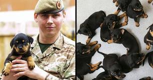 Family Shocked As Their Rottweiler Gives Birth To One Of UK's Biggest Ever Litter Of Puppies