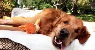 When This Pup's Cancer Returned, His Loving Family Helped Him Get Around Town So He Could Be Loved By All