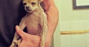 Man Rescues Old And Disabled Dog No One Else Wanted