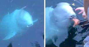 Friendly Whale Returns Phone Woman Accidentally Dropped Into Sea