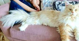 Meet Lotus, The Majestically Big Maine Coon The Internet Is Falling In Love With