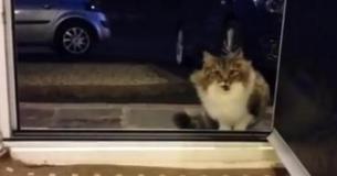 Heimatlose Katze bettelt darum, das Haus betreten zu dürfen, doch sie bleibt nicht allein