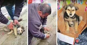 Man Performs CPR On Lifeless Stray Puppy And Refuses To Give Up Until Pup Breathes Again