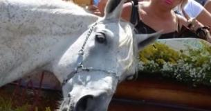 Trauerndes Pferd riecht Sarg seines Besitzers und ist sichtlich emotional bewegt