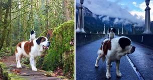 Tiny Dog Experiences Everything From Aboard Her Giant Saint Bernard Brother's Back