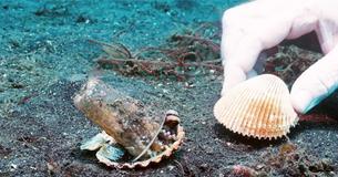 Divers Gently Convince Octopus To Exchange His Plastic Cup For Seashell