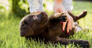 New Study Verifies That Petting Dogs Stimulates Our Brain The Same Way As Drugs