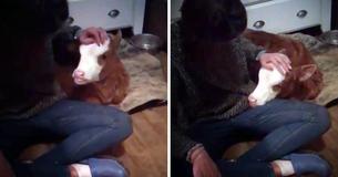 Rescued Baby Cow Loves To Sleep In The Dog's Favorite Bed