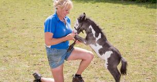 Tiny Horse Named Microdave Is Only 18 Inches Tall
