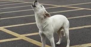 Un chien abandonné a hurlé pendant des jours tout seul dans un parking après que le propriétaire l'ait rejetée