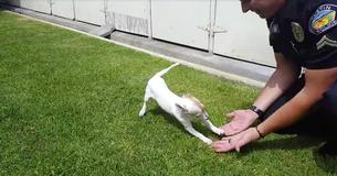 Heartwarming Moment Puppy Recognizes Cop Who Saved Him From Drug House