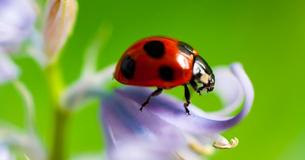 Yes, There Is Such A Thing As 'Bad Ladybugs' - Here's How To Identify Them This Spring