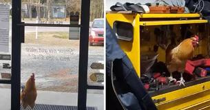 Rooster Shows Up At Mechanic Shop One Day And Decides He Works There Now