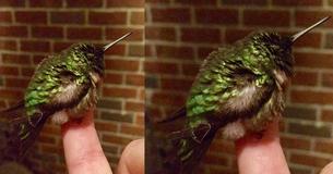 Rescued Hummingbird Returns Annually To Visit SWAT Officer Who Saved Its Life