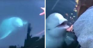 Genius Whale Returns Phone To Owner Who Dropped It In The Water
