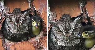 Owl Raises Duckling After Believing The Egg Was Its Own