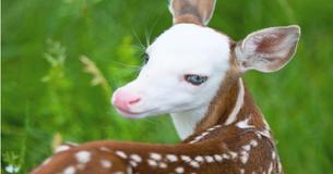 Rare Fawn Becomes Internet Sensation After Its Mother Abandoned Him