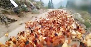 Farmer Uses A Whistle To Collect All Of His Chickens