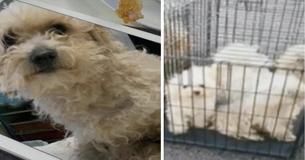 Nine Abandoned Puppies Left To Die Were Picked Off The Street And Nursed Back To Health