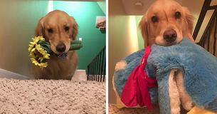 Sweet Therapy Dog Chooses A Different Toy To Take To Bed Every Night