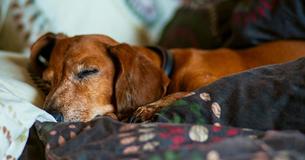 Man Opens Retirement Home For Elderly Homeless Dogs