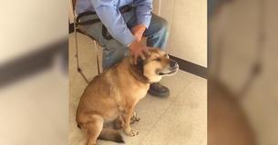Shelter Workers Are Furious After Man Returns Old Dog And Mumbles His Excuse