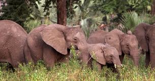 African Elephants Are Evolving To Not Have Tusks Because Of Ivory Poachers